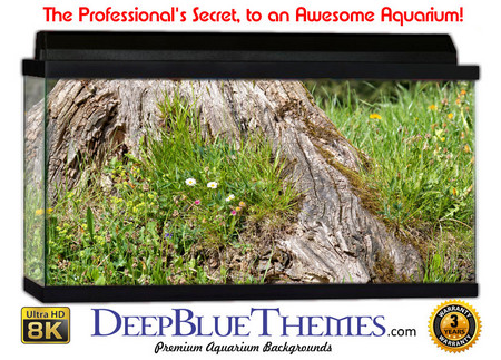 Buy Aquarium Background Trees Country Aquarium Background