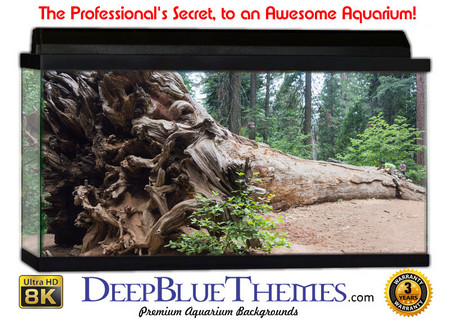 Buy Aquarium Background Trees Mighty Aquarium Background