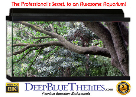 Buy Aquarium Background Trees Side Aquarium Background
