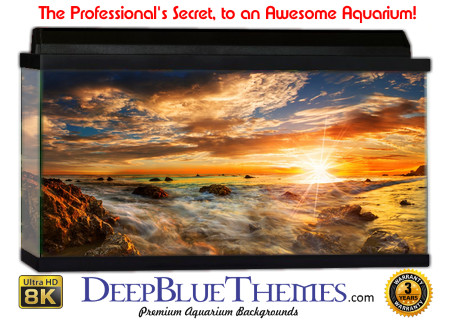 Buy Aquarium Background Uhd 003 Aquarium Background