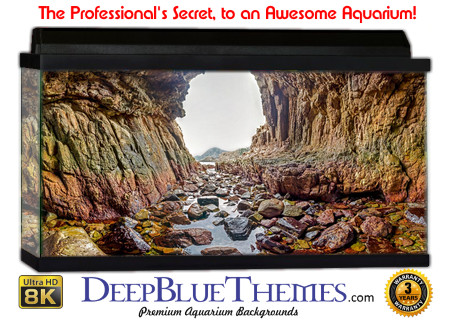 Buy Aquarium Background Uhd 006 Aquarium Background