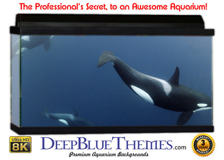 Buy Aquarium Background Underwater Killer Aquarium Background