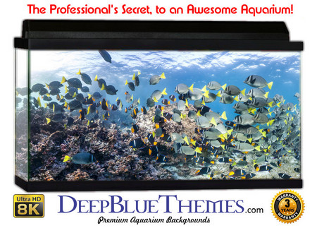 Buy Aquarium Background Underwater Swarm Aquarium Background