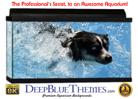 Buy Aquarium Background Unusual Breed Aquarium Background