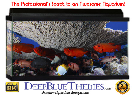 Buy Aquarium Background Unusual Canope Aquarium Background