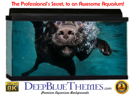 Buy Aquarium Background Unusual Dog Aquarium Background