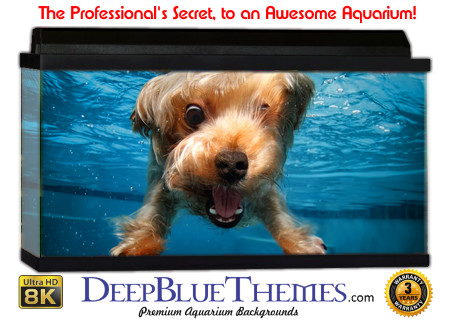 Buy Aquarium Background Unusual Doggie Aquarium Background