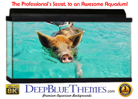 Buy Aquarium Background Unusual Friends Aquarium Background