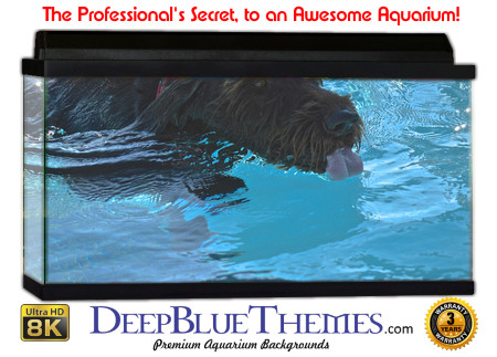 Buy Aquarium Background Unusual Paddle Aquarium Background