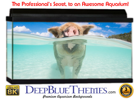 Buy Aquarium Background Unusual Pig Aquarium Background