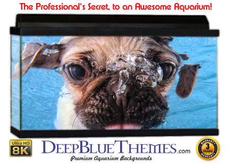 Buy Aquarium Background Unusual Pug Aquarium Background