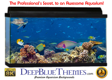 Buy Aquarium Background Unusual Scene 002 Aquarium Background