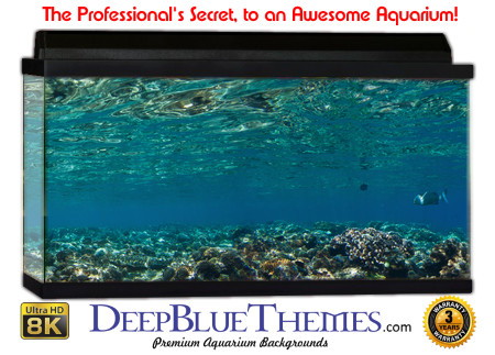 Buy Aquarium Background Unusual Scene 003 Aquarium Background