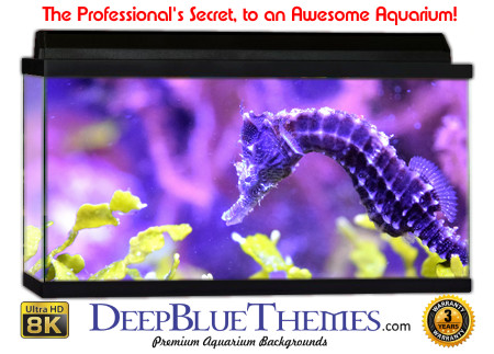 Buy Aquarium Background Unusual Seahorse Aquarium Background