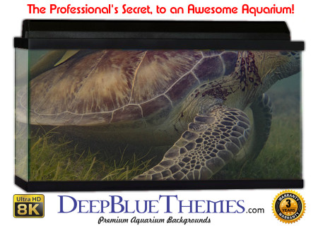 Buy Aquarium Background Unusual Turtle Aquarium Background