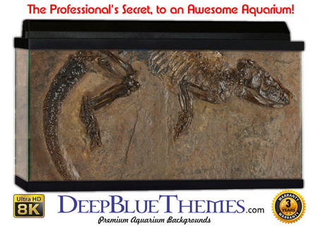Buy Aquarium Background Wall 0054 Aquarium Background
