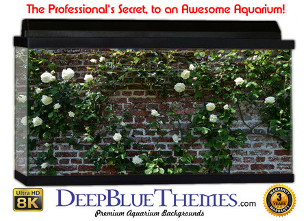 Buy Aquarium Background Wall 0063 Aquarium Background