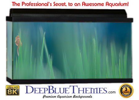 Buy Aquarium Background Water Plants Aquarium Background