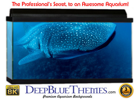 Buy Aquarium Background Whale Hello Aquarium Background